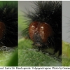 melitaea cinxia larva6 volg21